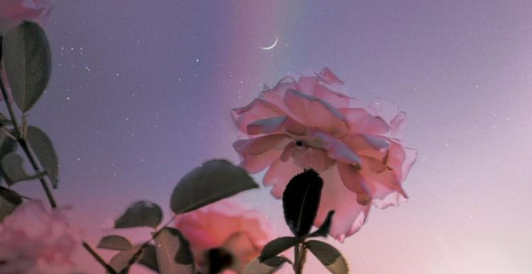 Samedi 14 oct : Rituel de Nouvelle Lune en Balance – Cérémonie de la Rose