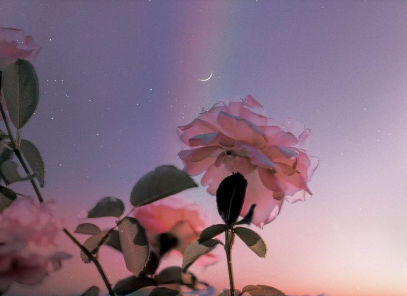 Samedi 14 oct : Rituel de Nouvelle Lune en Balance – Cérémonie de la Rose