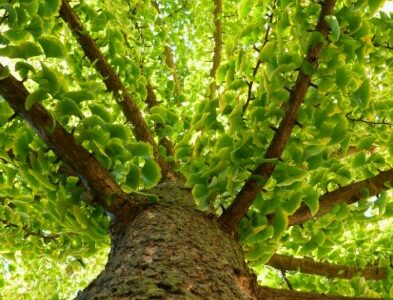 Conférence : ChamanismeS et Plantes Sacrées