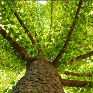 Conférence : ChamanismeS et Plantes Sacrées